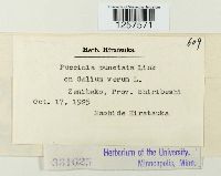 Puccinia punctata image