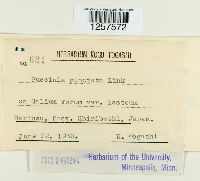 Puccinia punctata image