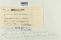 Puccinia punctiformis image