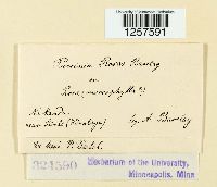 Trichothecium roseum image