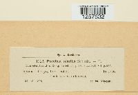 Puccinia sessilis image