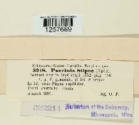 Puccinia stipae image