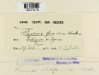 Puccinia striiformis image