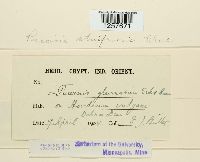 Puccinia striiformis image