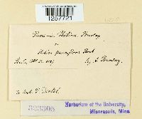 Puccinia urticae image