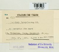 Puccinia albulensis image