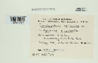 Pucciniastrum agrimoniae image