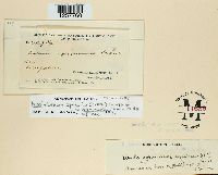 Pucciniastrum agrimoniae image