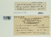 Pucciniastrum americanum image