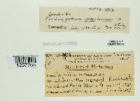 Pucciniastrum americanum image