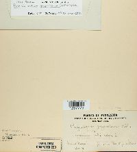 Pucciniastrum goeppertianum image