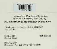 Pucciniastrum goeppertianum image
