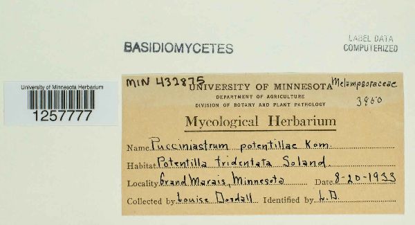 Pucciniastrum potentillae image