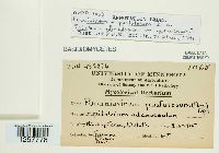 Pucciniastrum epilobii image