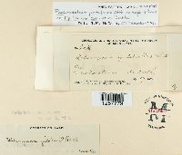 Melampsora epilobii image