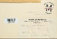 Pucciniastrum epilobii image