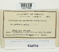 Pucciniastrum agrimoniae image