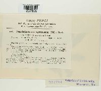 Pucciniastrum agrimoniae image