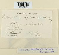 Pucciniastrum agrimoniae image