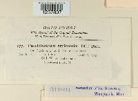 Pucciniastrum agrimoniae image