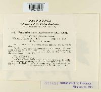 Pucciniastrum agrimoniae image