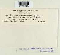 Pucciniastrum agrimoniae image