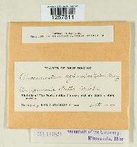 Pucciniastrum agrimoniae image