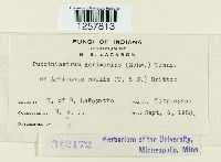 Pucciniastrum agrimoniae image