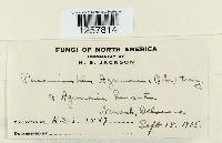 Pucciniastrum agrimoniae image