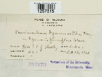 Pucciniastrum agrimoniae image