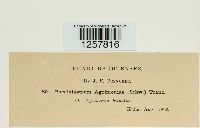 Pucciniastrum agrimoniae image