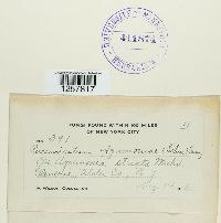 Pucciniastrum agrimoniae image