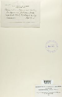 Pucciniastrum agrimoniae image