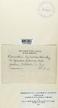 Pucciniastrum agrimoniae image