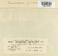 Pucciniastrum agrimoniae image