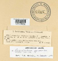 Pucciniastrum agrimoniae image