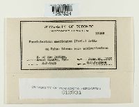 Pucciniastrum americanum image