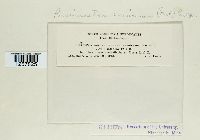 Pucciniastrum americanum image