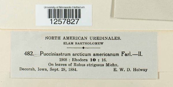 Pucciniastrum americanum image