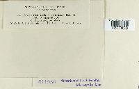 Pucciniastrum americanum image