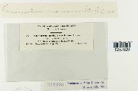 Pucciniastrum americanum image