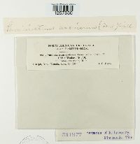 Pucciniastrum americanum image