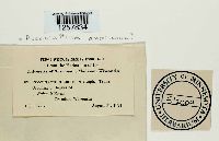 Pucciniastrum americanum image