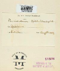 Pucciniastrum epilobii image