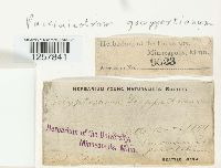 Pucciniastrum goeppertianum image