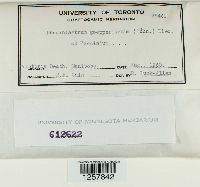 Pucciniastrum goeppertianum image