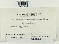 Pucciniastrum goeppertianum image