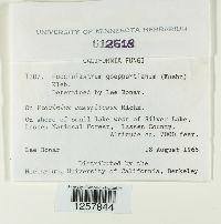 Pucciniastrum goeppertianum image