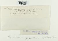 Pucciniastrum goeppertianum image