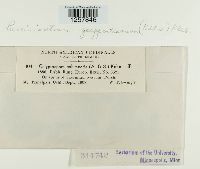 Pucciniastrum goeppertianum image